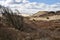 Bush in the Sand Dunes