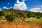 Bush and savanna landscape. Tsavo West, Kenya, Africa
