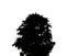 Bush silhouette for brush foliage are suitable for both print and web pages