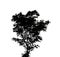 Bush silhouette for brush foliage are suitable for both print and web pages