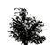 Bush silhouette for brush foliage are suitable for both print and web pages