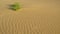 A bush at smooth surface of the sand with waves in the desert