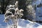 Bush on a snowfield