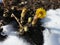 Bush of spring flowers Coltsfoot on white snow