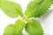 Bush of stinging common nettles isolated on white background. Top view. medical herb