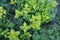 Bush of stinging nettles. Background from greenery common nettle. Green leaves of spring plant is a nutritious plant