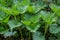 Bush of stinging-nettles. Nettle leaves. Top view. Botanical pattern. Greenery common nettle