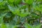 Bush of stinging-nettles. Nettle leaves. Top view. Botanical pattern. Greenery common nettle