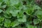 Bush of stinging-nettles. Nettle leaves. Top view. Botanical pattern. Greenery common nettle