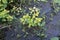 Bush of stinging nettles in the spring flooded meadow. Background from greenery common nettle. Green leaves is a