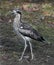 Bush stone-curlew 1