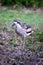 Bush stone curlew