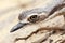 Bush Stone-Curlew