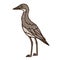 Bush stone curlew Aussie bird color vector character