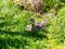 Bush stone-curlew bird