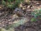 Bush Stone Curlew bird on forest floor Australian wildlife