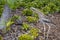 Bush Stone-Curlew bird sticks its neck forward in a garden