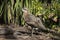 Bush stone-curlew Burhinus grallarius bird in Australia