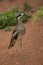 The Bush stone-curlew,  bush thick-knee Burhinus grallarius.