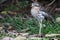 bush stone-curlew or bush thick-knee (Burhinus grallarius) australia