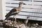 Bush Stone-curlew chick