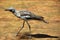 Bush Stone Curlew Grallerius Burhinus species