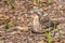 Bush stone-curlew nesting on ground