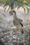 Bush Stone - Curlew photographed in Queensland