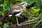 Bush Stone-curlew profile side view