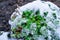 Bush stonecrop under the melting snow in the spring close-up. Frost-resistant ornamental plant Crassula