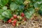 Bush of strawberries. Close-Up