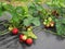 Bush of strawberry with red and green berries.