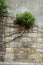 Bush with strong roots growing at a wall