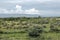 Bush with stunted trees in savannah at reserve Masai Mara