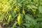 Bush of sweet green pepper growing on a bed in the garden under the sun, the concept of organic cultivation of vegetable plants in