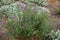 Bush of Symphyotrichum dumosum with buds and violet flowers