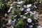 Bush of Symphyotrichum dumosum covered with flowers