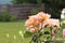 A bush of tender orange roses in the garden. Close-up