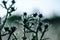 Bush of thistle in a dramatic setting.