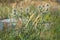 Bush thistles among the grass, shot in the backlit sunlight