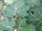 A bush  with thorn on its leaves