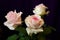 Bush of three pink roses