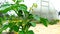 A bush of tomatoes close-up on the background of a greenhouse. Blooming tomatoes