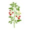 Bush tomatoes with fruits and flowers. Vector illustration of growing vegetable on white background.