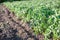 A bush of tomatoes. growing tomatoes on the field