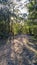 Bush track leading into a forest