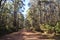 Bush track though native eucalypt forest