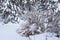 Bush and tree branches covered in deep snow