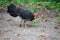 Bush turkey