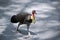 The bush turkey is in search of food